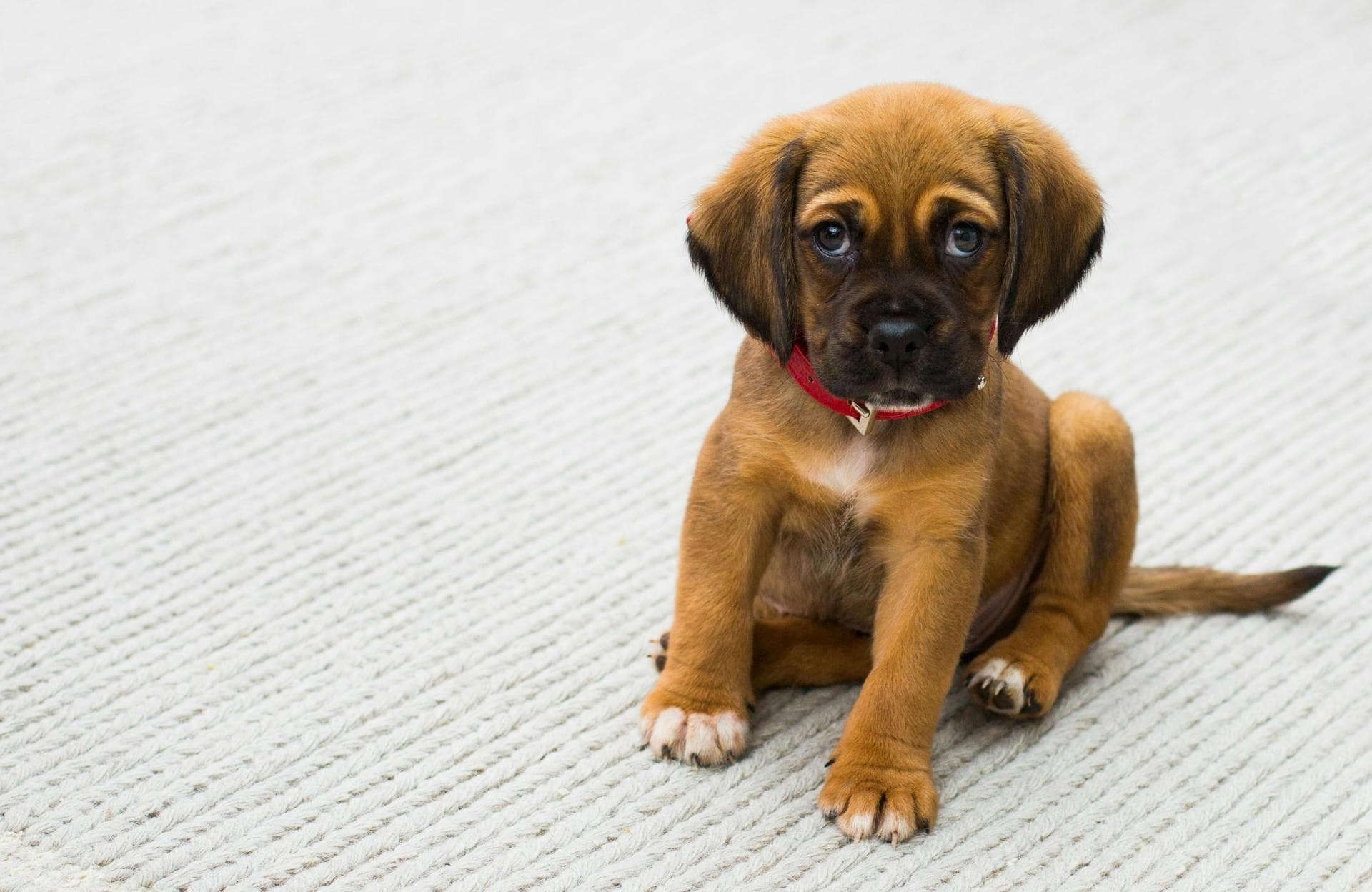 Dog & Cat Vets in Decatur