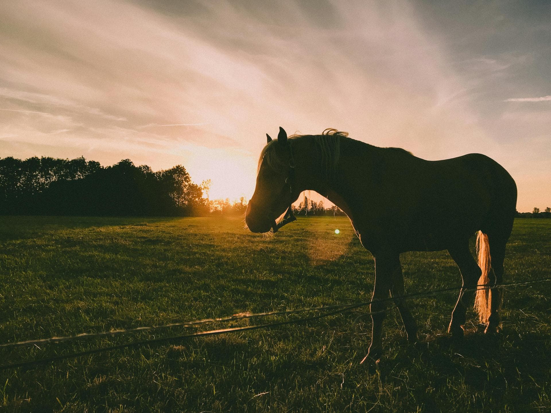 Farm & Large-Animal Vets near Decatur